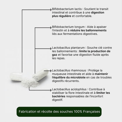Probiotiques digestion et ballonnements